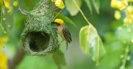 Baya Weaver